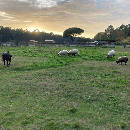 Gite - La Ferme A La Plage Le Porge Buitenkant foto