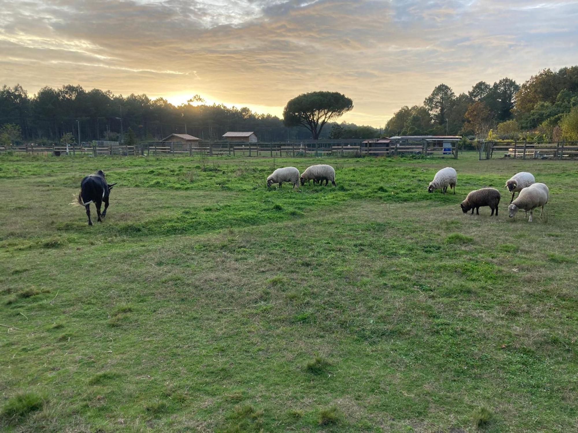 Gite - La Ferme A La Plage Le Porge Buitenkant foto